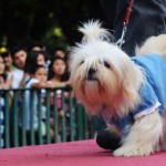 desfile canino2