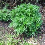 plantacion de marihuana en cudico – la union (1)