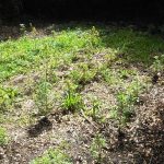 plantacion de marihuana en cudico – la union (2)