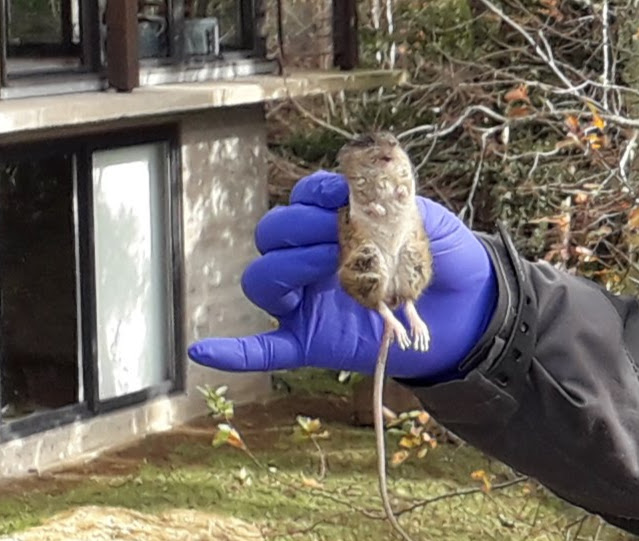 Colilargo Dra.Mansilla 2