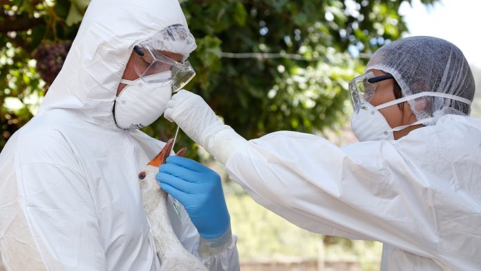 Influenza Aviar SAG (3)