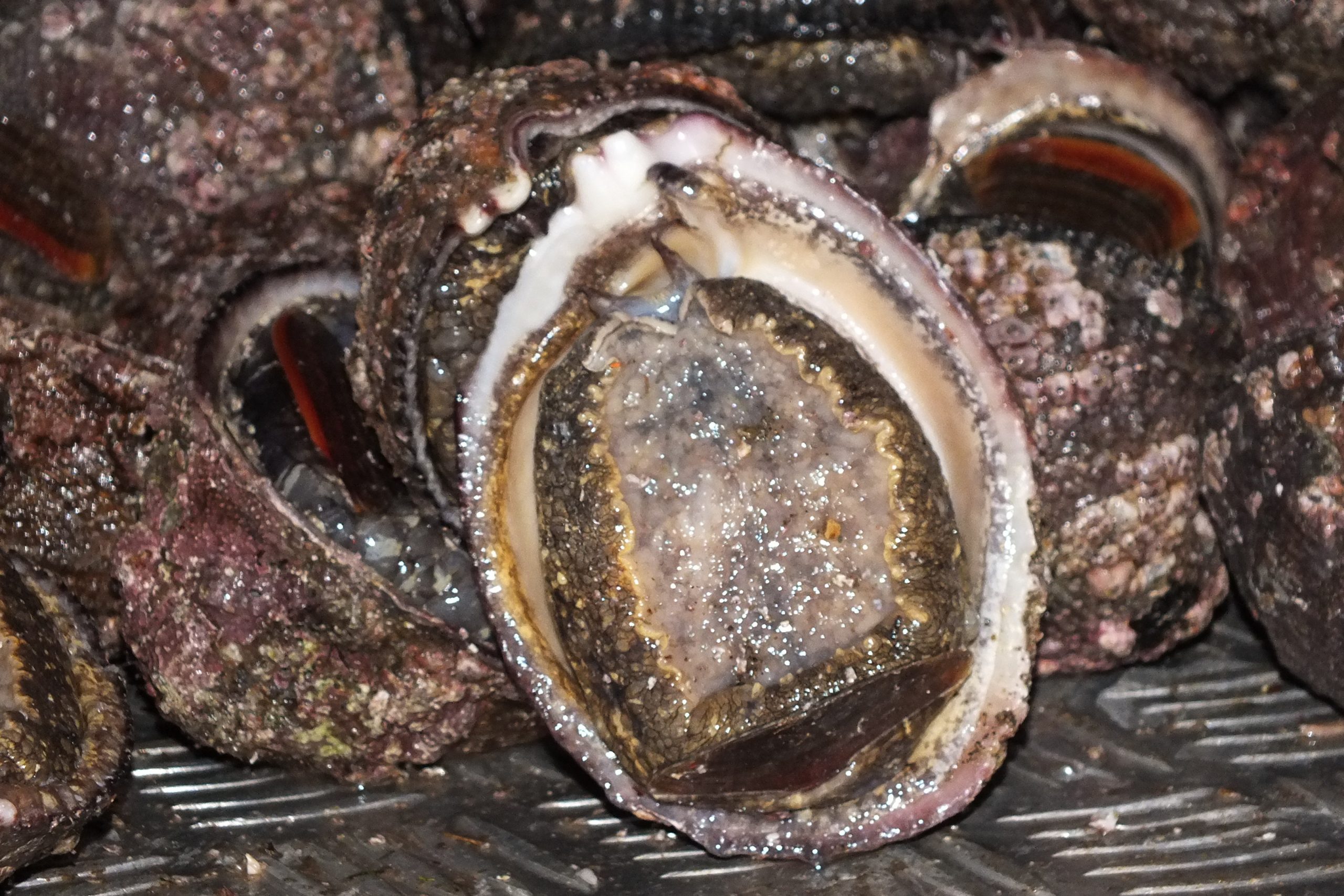 Pescadores de región de Los Ríos solicitan a la Subsecretaría de Pesca ...