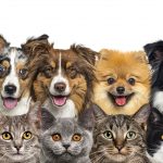 Large group of cats and dogs looking at the camera, banner isolated on white