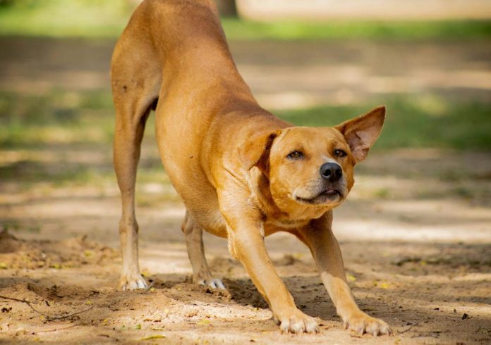 pexels-ralfsziigurs-20321262