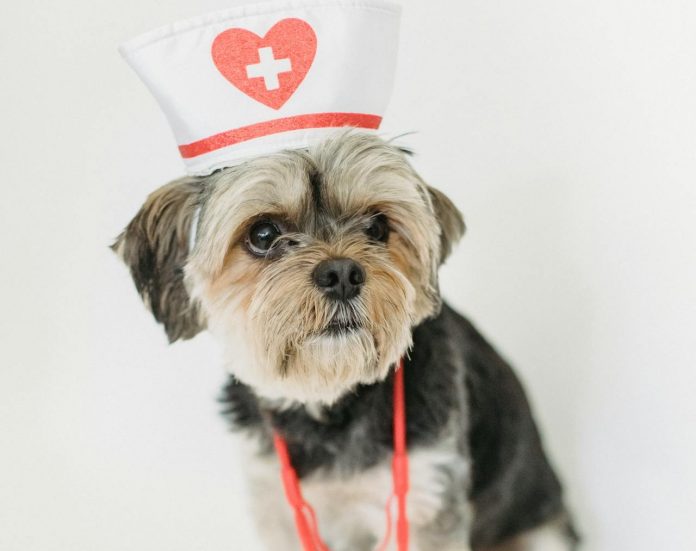 pexels-sam-lion-5732473