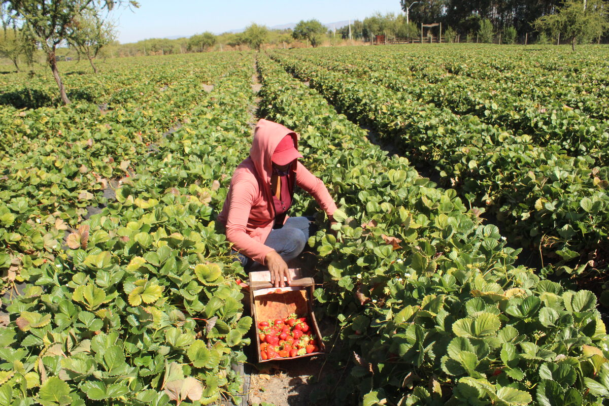 Sistema biológico para extender la vida útil de la frutilla